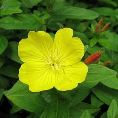 Northern Sundrops 4