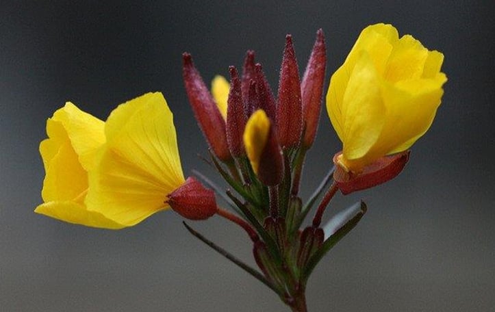 Northern Sundrops