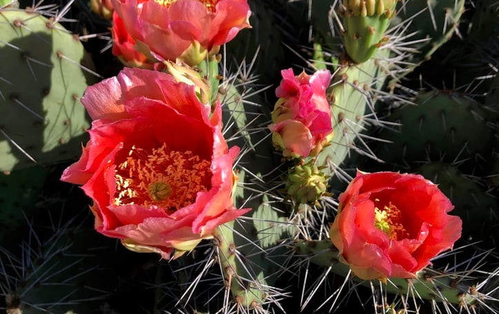 Brown-spine Prickly Pear Cactus