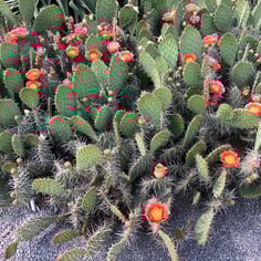 Brown-spine Prickly Pear Cactus 2