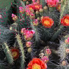 Brown-spine Prickly Pear Cactus 3