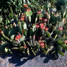 Brown-spine Prickly Pear Cactus 4