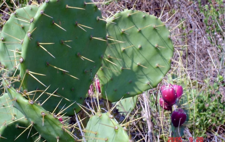 Cactus Pear