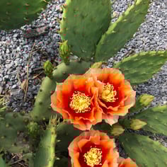 Cactus Pear 2
