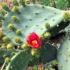 Cactus Pear 3