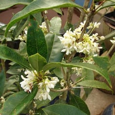 Fragrant Tea Olive 4