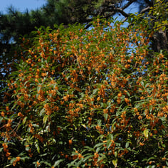 Fragrant Tea Olive 2