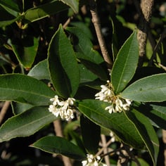Fragrant Tea Olive 3