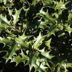 Chinese Holly 3