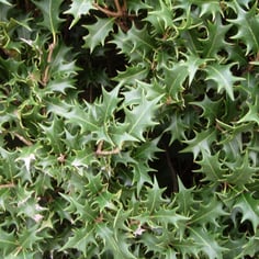 Chinese Holly 4
