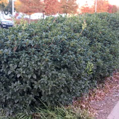 Fortune's Osmanthus 3