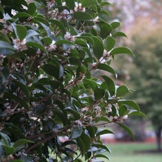 Fortune's Osmanthus 4