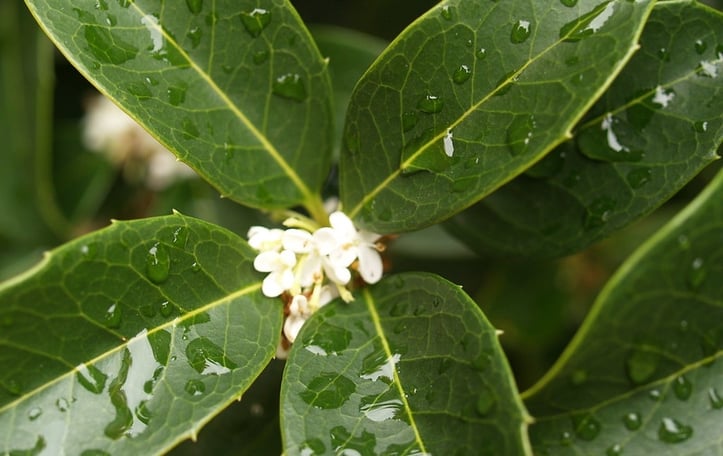 Fortune's Osmanthus