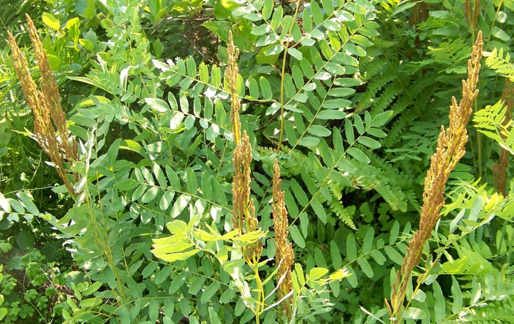 Royal Fern