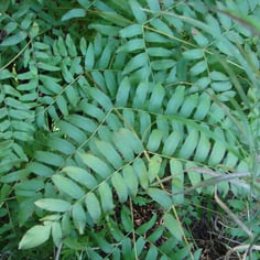 Royal Fern 2