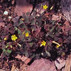 Creeping Woodsorrel 2