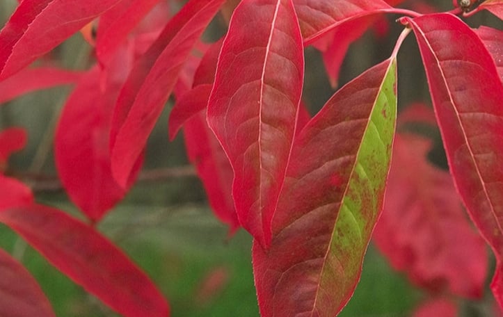 Lily of the Valley Tree
