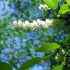 Lily of the Valley Tree 2