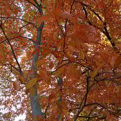 Lily of the Valley Tree 3