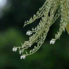 Lily of the Valley Tree 4