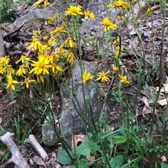 Butterweed 3
