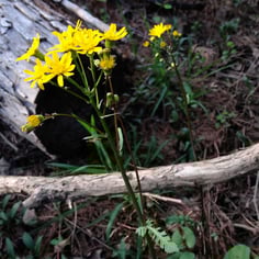 Butterweed 4
