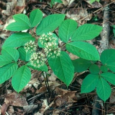 American Ginseng 2