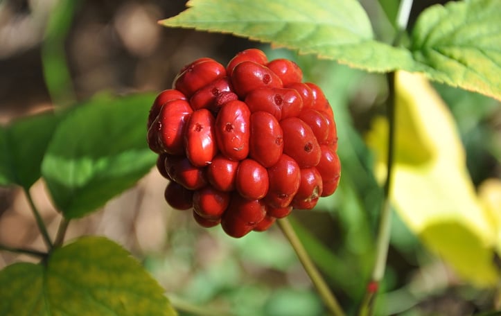 American Ginseng