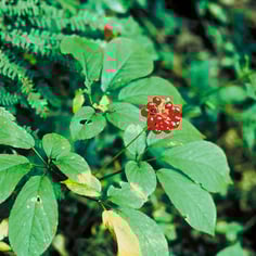 American Ginseng 3