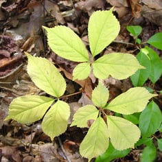 American Ginseng 4