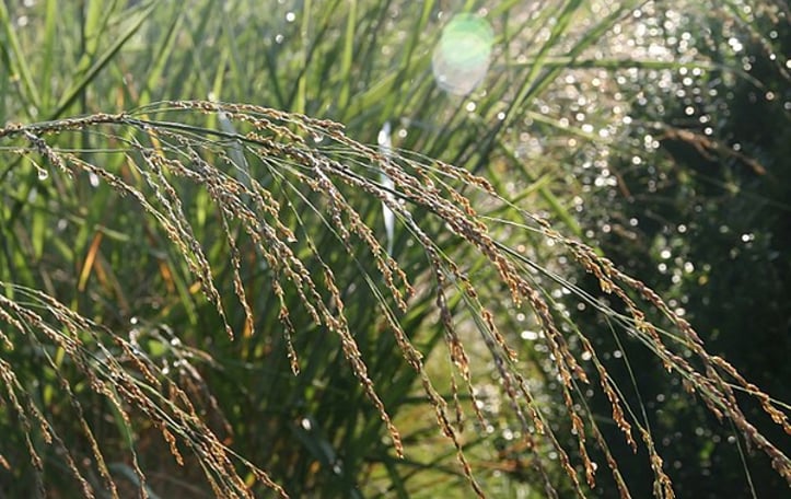 Bitter Panicgrass
