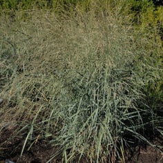 Bitter Panicgrass 3