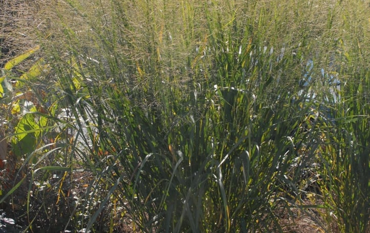 Tall Switch Grass
