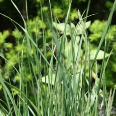 Tall Switch Grass 3