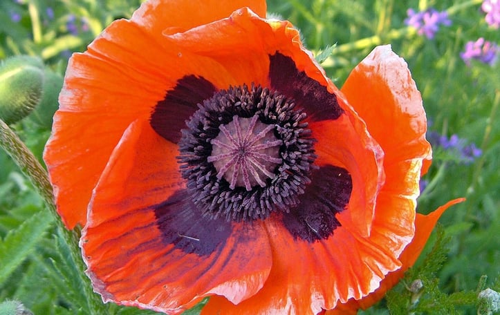 Oriental Poppy