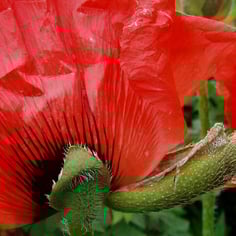 Oriental Poppy 2