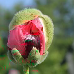 Oriental Poppy 3