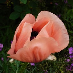 Oriental Poppy 4