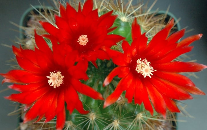 Parodia
