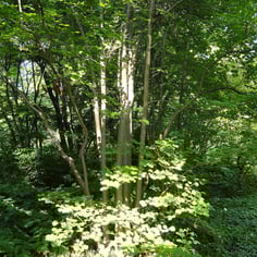 Flowering Ironwood 3