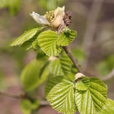 Flowering Ironwood 2