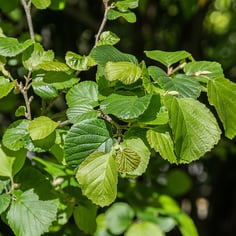 Flowering Ironwood 4