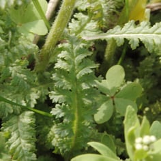 Canadian Lousewort 2