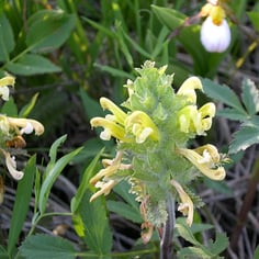 Canadian Lousewort 3