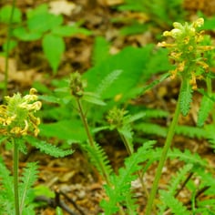 Canadian Lousewort 4