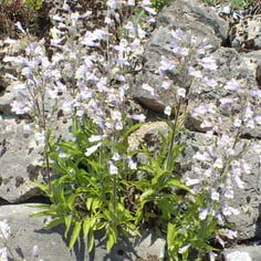 Hairy Beardtongue 4