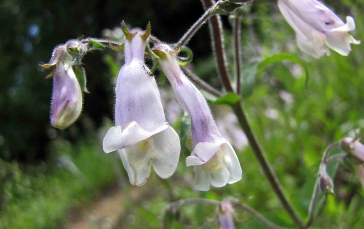 Hairy Beardtongue