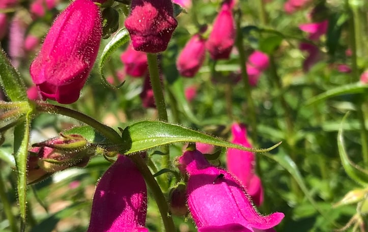 Red Rocks® Penstemon