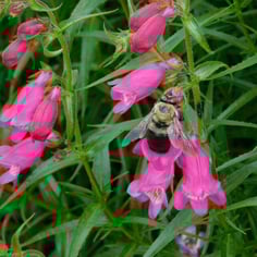 Red Rocks® Penstemon 2