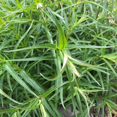 Red Rocks® Penstemon 4